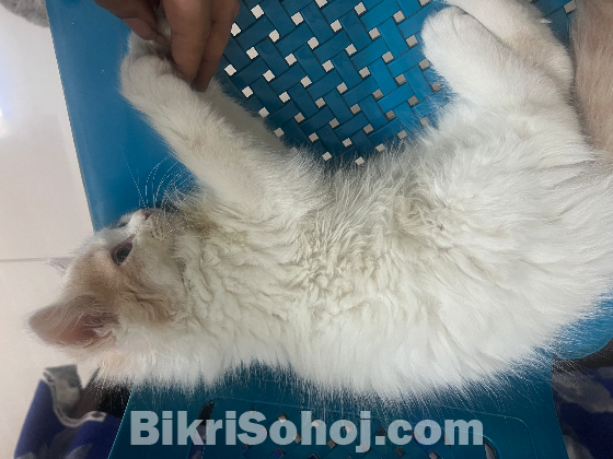 Mufasa the female Persian